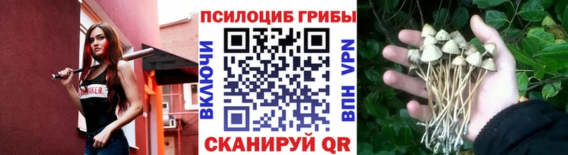 Галлюциногенные грибы Psilocybe Копейск